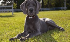 Köpek Eğitimi Labrador