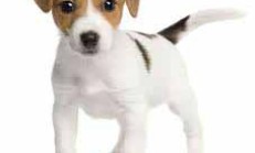 Köpek Eğitimi Jack Russell Terrier
