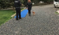 İki Aylık Köpek Eğitimi Nasıl Verilir