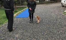 Golden Yavru Köpek Eğitimi