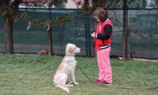 AmericanCocker Köpek Eğitimi Eğitmeni