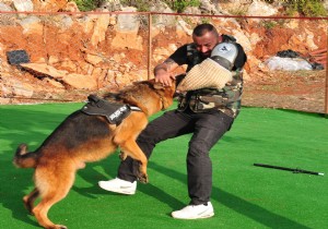Köpek Eğitimi Boxer