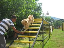 Bağcılar Köpek Eğitim Çiftliği