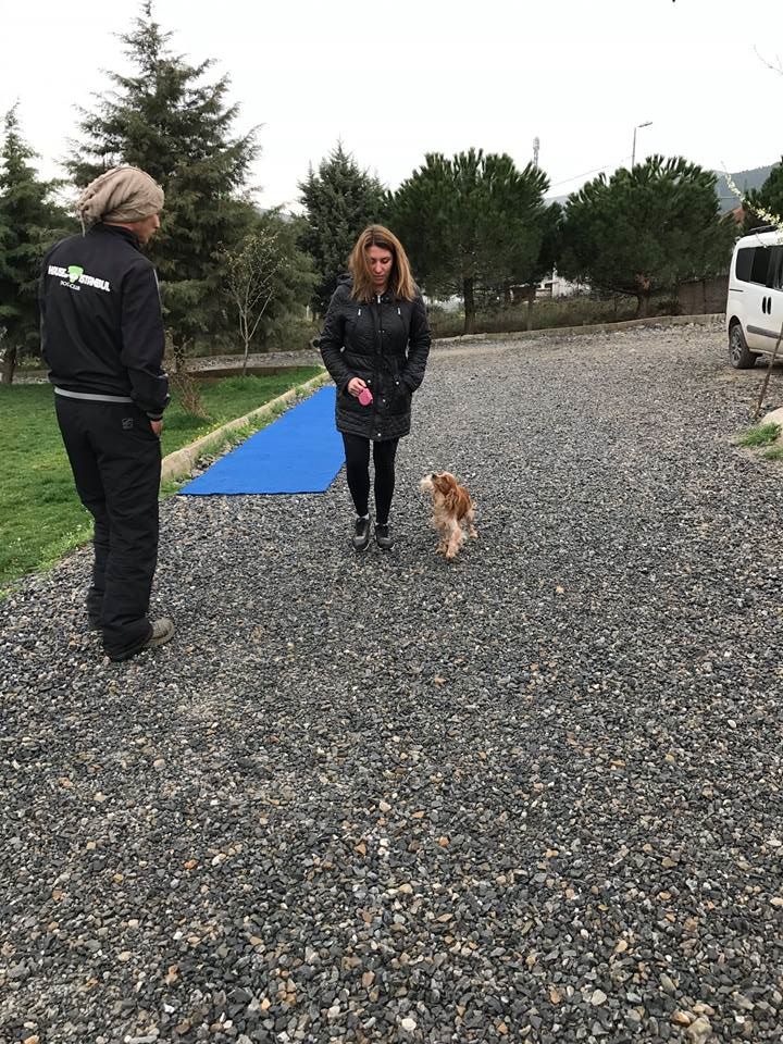 Köpek Eğitimi Bernese Dağ Köpeği