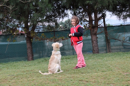 İstanbul Kadıköy Köpek Eğitim Merkezi