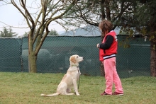 French Bulldog Köpek Eğitimi Eğitmeni