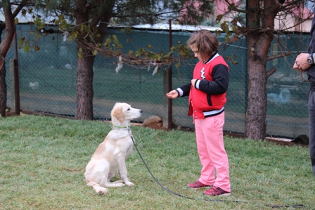 İstanbul Fatih Köpek Eğitim Merkezi