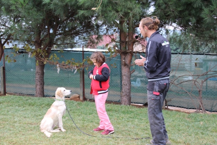 Köpek Eğitimi Pekinez