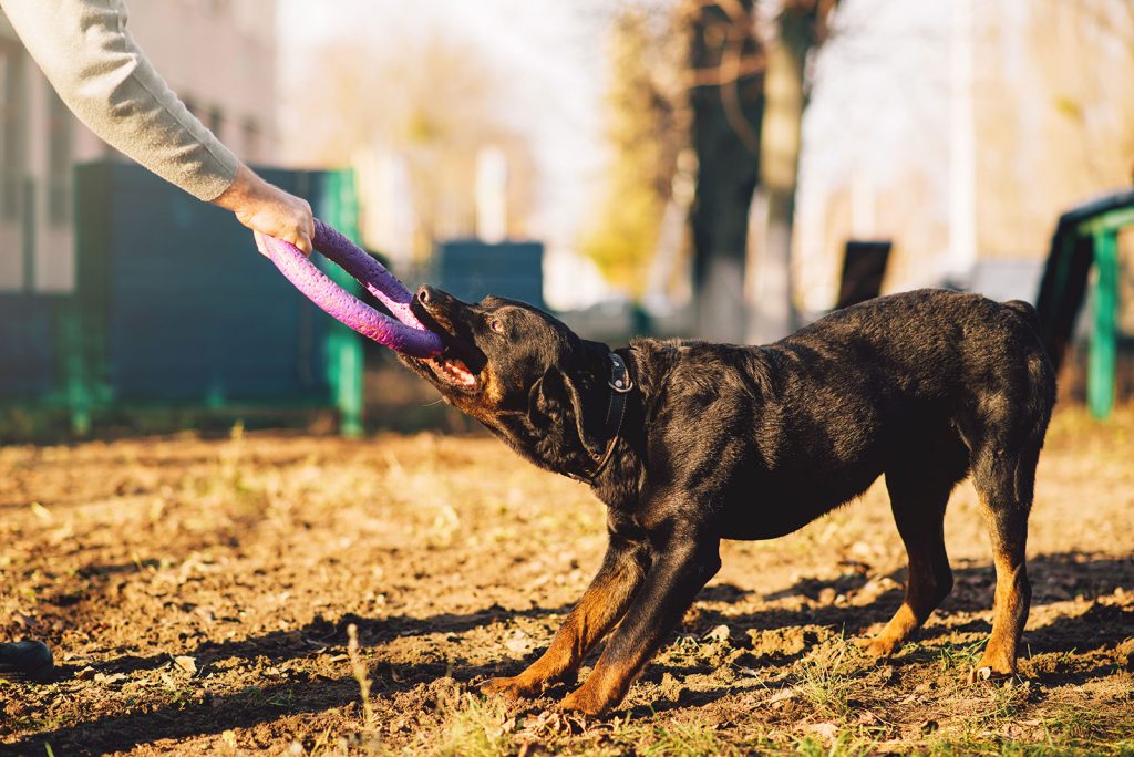 Köpeklerde Agresyon Eğitimi Nasıl Verilir
