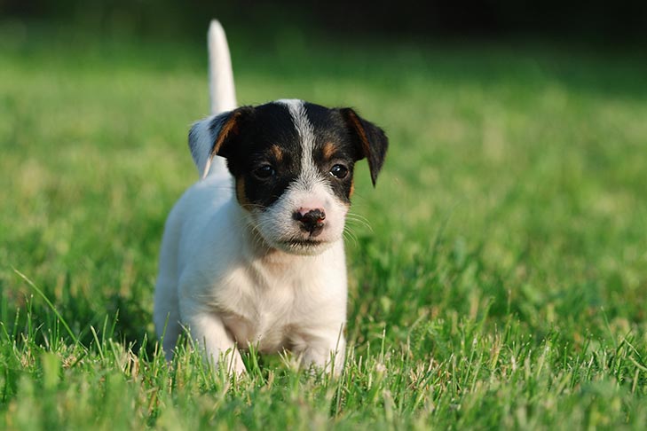 Jack Russell Köpek Eğitimi Nasıl Verilir
