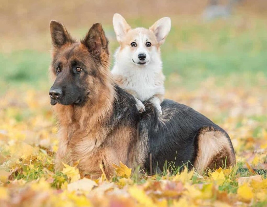 Büyük Köpek Eğitimi: Evcil Dostunuzun Sağlık ve Güvenliği İçin Temel Bir İhtiyaç