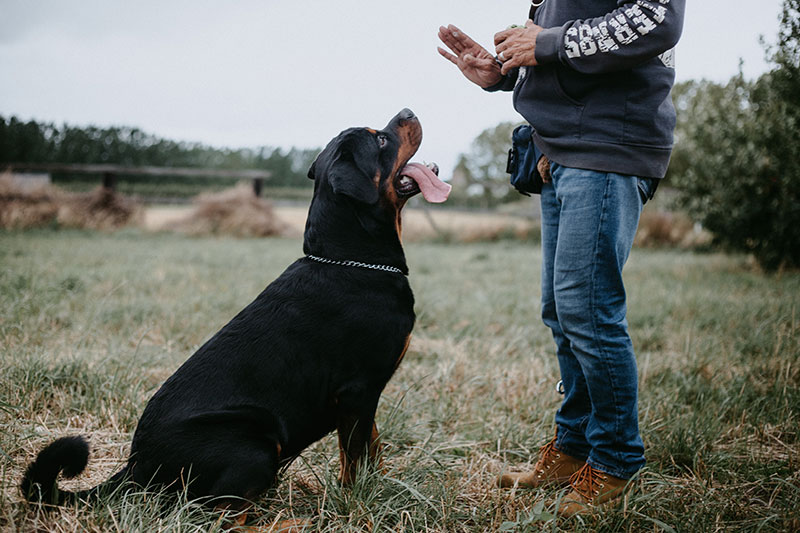 İstanbul’da Köpek Eğitimi: Sevgi, Disiplin ve Profesyonel Yaklaşım